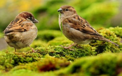 Farmland bird decline prompts renewed calls for agriculture overhaul