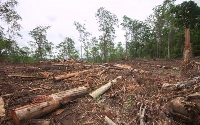 New report says meat-eaters are destroying the planet