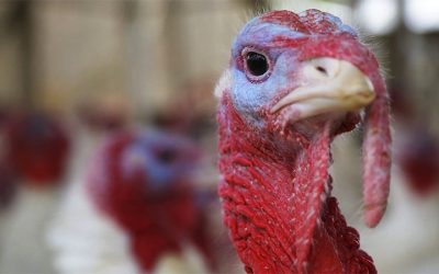 Diestel Turkey products test positive for FDA-prohibited drugs
