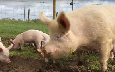 UK’s first ever vegan cinema ad will be on screens this Christmas