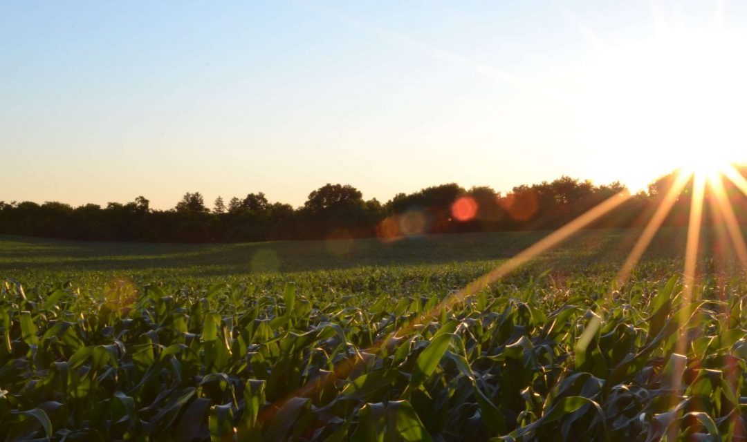 Agrobiodiversity