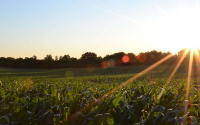 How eating more vegetables could save the planet
