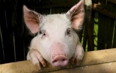 Top wins for animals in 2017