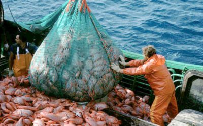Half of world’s oceans now fished industrially