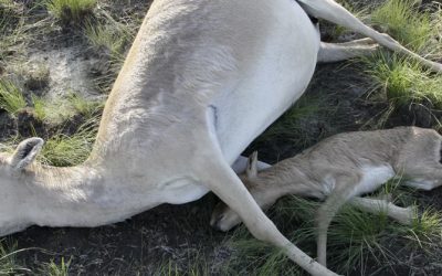 The terrifying phenomenon pushing species towards extinction