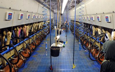 The Guardian starts animals farmed series