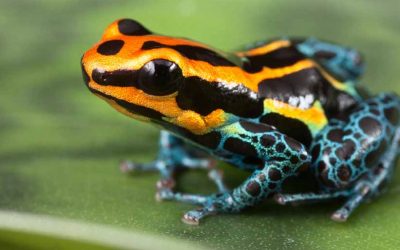 Climate change could make Amazon unrecognisable WWF says