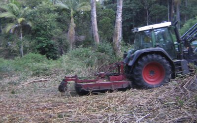 New investigation show how cheeseburgers are killing South American forests