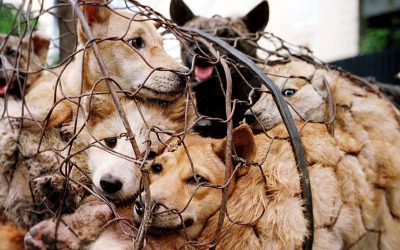America’s dog meat double standards