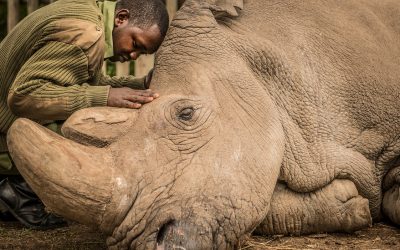 Is the death of the last male northern white rhino one more warning of an ecological Armageddon?