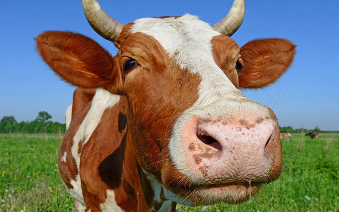 CowLargestMammal