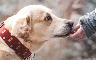 Vegan dog food to take over pet industry