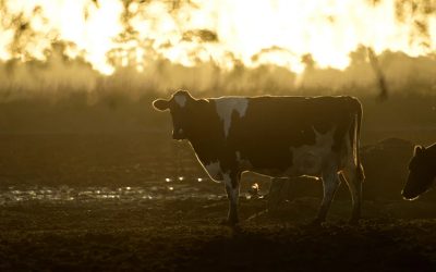 Meat and fish multinationals ‘jeopardising Paris climate goals’