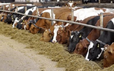 Cheap US-style factory-farmed cattle on the rise in the UK