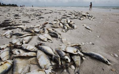 Humans shocking impact on earth