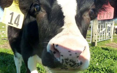 New Zealand to cull more than 100 000 cows