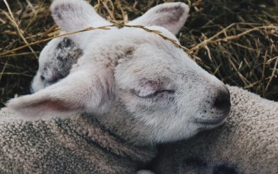 Luxembourg has updated its animal rights laws