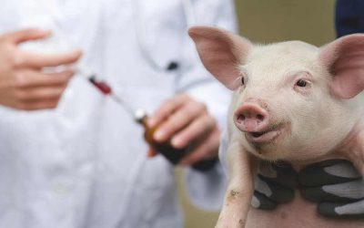 How big pharma is muddying the waters on animal antibiotics