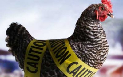 Fears raised as bird flu kills people in China