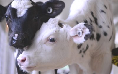 Help end animal cruelty one glass at a time