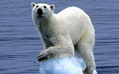 Signs of global warming are all around you