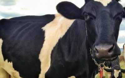 How animal agriculture affects our planet