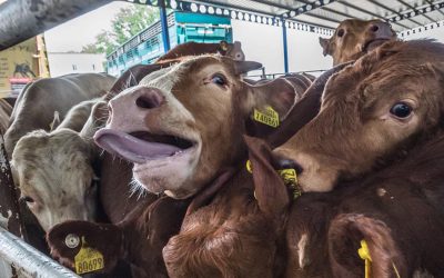 The shocking reality of live animal exports