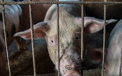10 things everyone should know about factory farmed animals