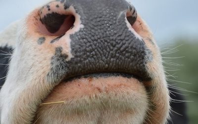 Wisconsin dairy farms close down amid rise of vegan options