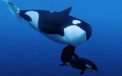 What the grieving mother orca tells us about how animals experience death