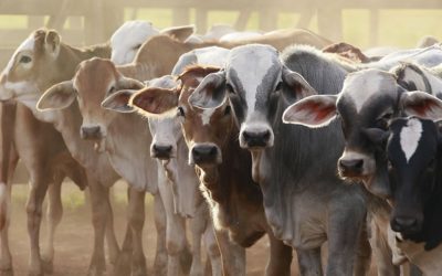 10 things I wish Americans knew about meat and dairy industries