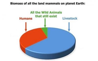 Meat and dairy consumption are destroying the earth’s wildlife