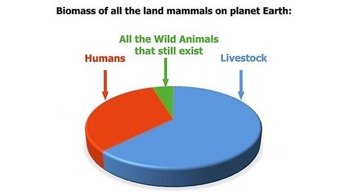 Meat and dairy consumption are destroying the earth's wildlife Animal