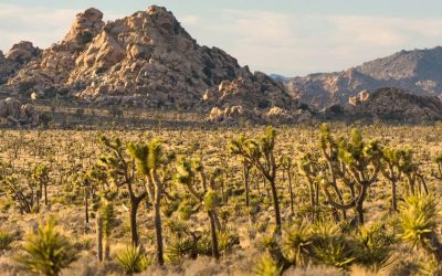 Climate change is destroying our national parks at an alarming rate