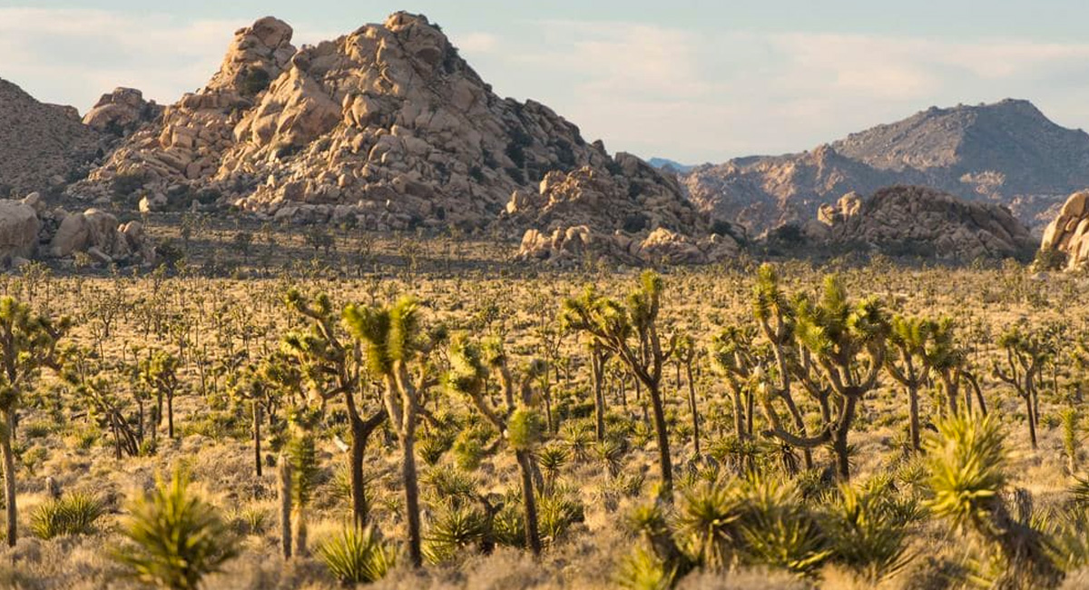 Climate change is destroying our national parks at an alarming rate ...