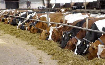 Experts warn Europe must halve meat production by 2050