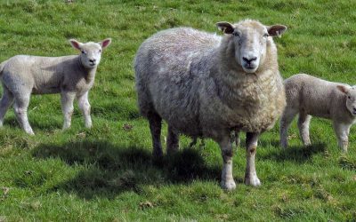 A closer look at what so-called “humane” farming means