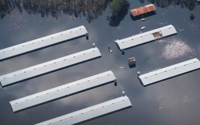 Millions of dead chickens and pigs found in hurricane floods