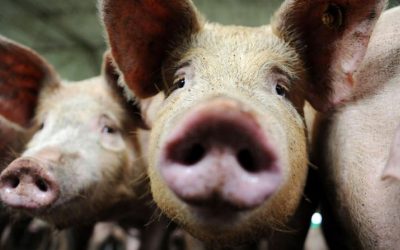 Hurricane Florence and 9.7 million pigs