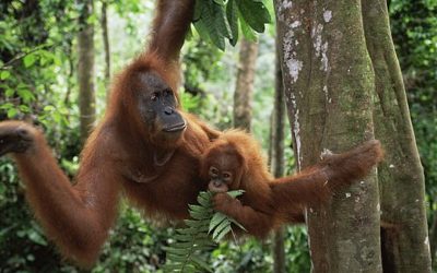Global wildlife populations have fallen by 60{85424e366b324f7465dc80d56c21055464082cc00b76c51558805a981c8fcd63} since 1970
