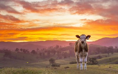 David Yeung urges consumers in Asia to ditch meat