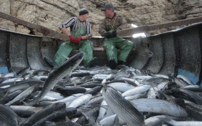 Proof that fish feel pain could lead to major changes in the fishing industry