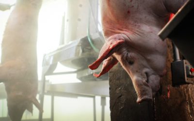 Big Food : What you don’t know about the food industry
