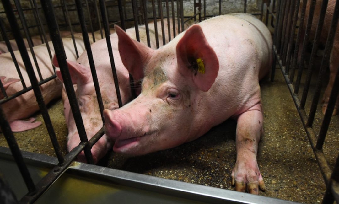 The real reason why meat is part of our lives