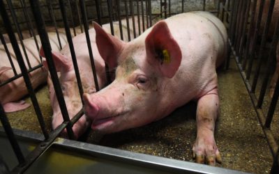 The real reason why meat is part of our lives