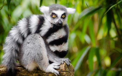 Humanity’s lust for meat is killing off Earth’s large animals