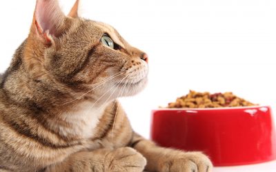 ‘Clean meat’ pet food to launch early next year