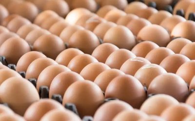 Daily egg consumption may increase risk of heart attack death