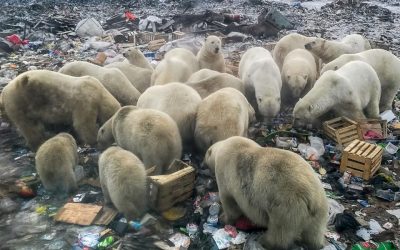 The Guardian is changing the language it uses about the environment