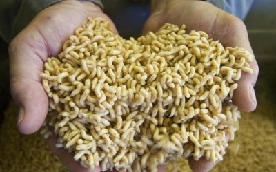 Humans will eat maggot sausages as a meat alternative